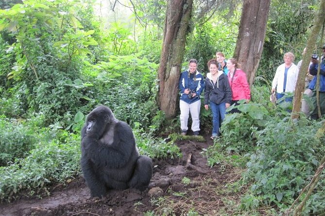 3 Days Uganda Gorilla Trekking Safari - What guide style means on gorilla days (Ronald, Farouk, Roland, Apollo)