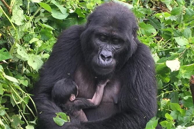 3 Days Uganda Gorilla Trekking Safari - Rushaga Gorilla Havens Lodge and the Batwa cultural trail on Day 1