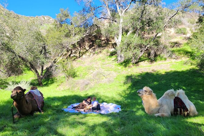 3 Hour Camel Trek into the Forest and Ranch in California - Key things I’d circle on your plan