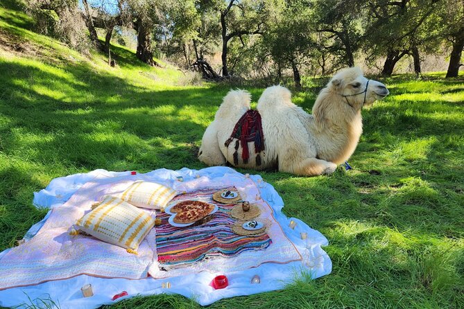 3 Hour Camel Trek into the Forest and Ranch in California - Arriving at Reptacular Ranch in Sylmar (and why that matters)