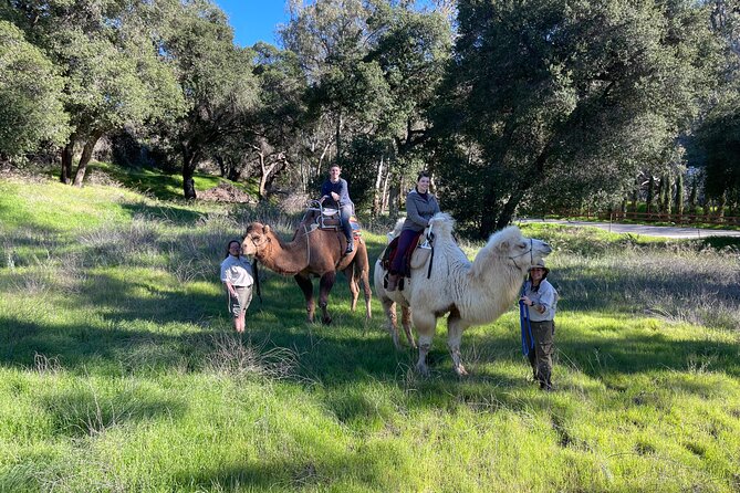 3 Hour Camel Trek into the Forest and Ranch in California - Best for couples, families, and animal lovers who want real interaction