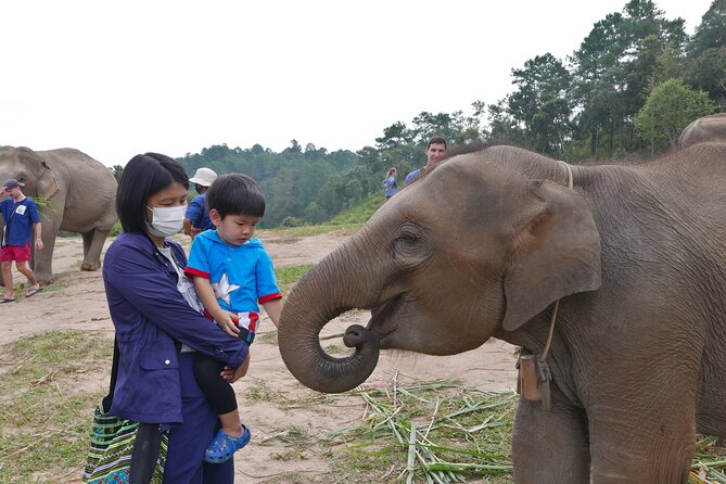 3-in-1: Doi Inthanon Tour, Elephant Sanctuary, and Trekking Trail - A 10–12 hour 3-in-1 day plan that actually fits Chiang Mai