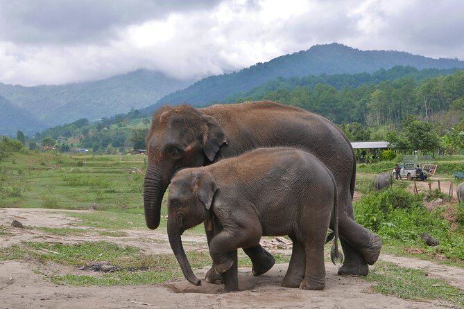 3-in-1: Doi Inthanon Tour, Elephant Sanctuary, and Trekking Trail - Ban Mae Klang Luang: the hill tribe village coffee stop