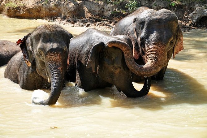 3-in-1: Doi Inthanon Tour, Elephant Sanctuary, and Trekking Trail - Living Green Foundation: elephant time with strict rules (no riding, no hooks)