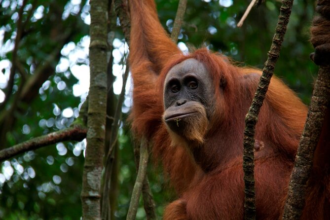 3D2N Jungle Trek | 2 Night accommodation | Pick up and drop off - The Bambu Restaurant Meeting and the Safety Briefing That Matters