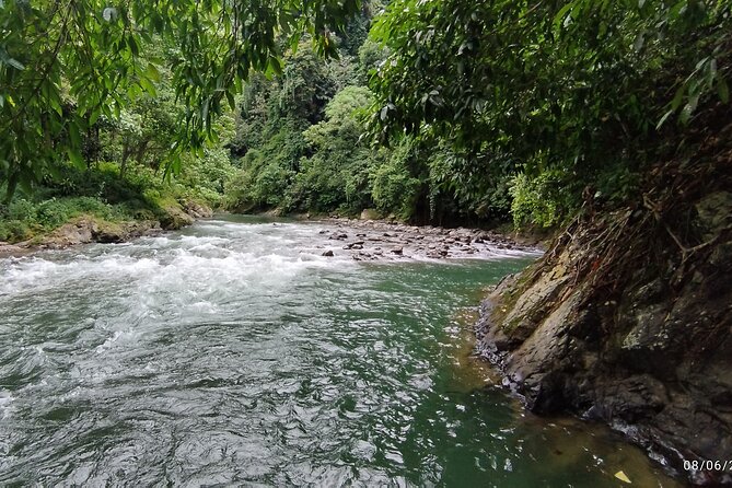 3D2N Jungle Trek | 2 Night accommodation | Pick up and drop off - Day 2 Trek Into the Rainforest: Long Steps, Real Jungle Time