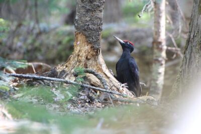 3hours Primeval Forest and Stunning Views of Cliff Trekking Tour - The 3.5-Hour Flow: From Nature Center to Tracks, Then the 100m Cliff