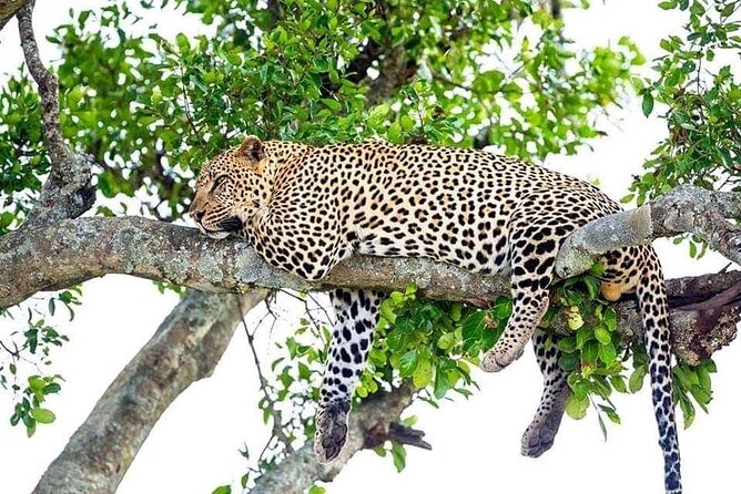 4 Day Golden Monkeys Bwindi Gorillas Wildlife and Chimps Trek - Key Highlights Worth Your Attention
