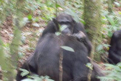 4 Day Golden Monkeys Bwindi Gorillas Wildlife and Chimps Trek - Crossing to Bwindi Impenetrable National Park: your gorilla day begins with rules