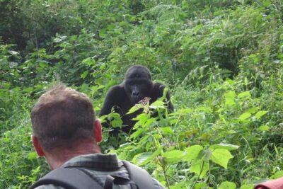 4-Day Gorilla & Chimpanzee Trekking Luxury Fly-in Tour in Uganda - Day 2: Ishasha Stops on the Way to Bwindi (Tree-Climbing Lions Are the Goal)