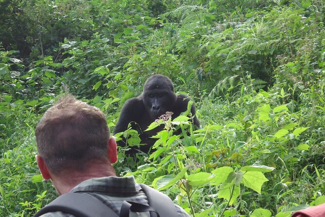 4-Day Gorilla & Chimpanzee Trekking Luxury Fly-in Tour in Uganda - Day 2: Ishasha Stops on the Way to Bwindi (Tree-Climbing Lions Are the Goal)