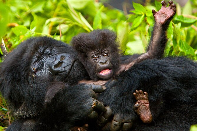 4 Day Gorilla Trekking & Golden Monkeys - Two Treks, Two Parks: Why This Route Works