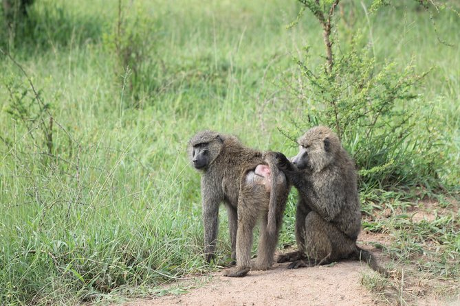 4 Day Gorilla Trekking & Golden Monkeys - Day 4: Back to Entebbe With an Equator Stop