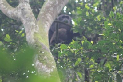 4 Day Gorilla Trekking & Golden Monkeys - Day 2: Gorilla Trekking in Bwindi (7:00 am Meeting Point)