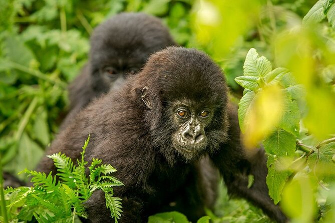 4 Day Gorilla Trekking & Golden Monkeys - Price and Value: What the $2,500 Per Person Package Really Buys