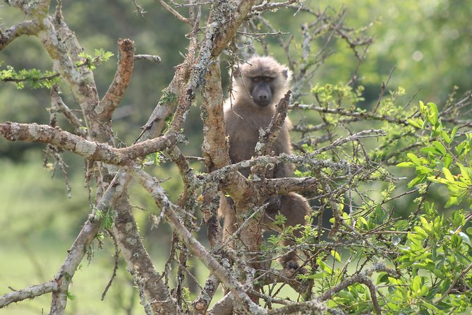 4 Day Gorilla Trekking & Golden Monkeys - Practical Planning: Timing, Transit, and Comfort