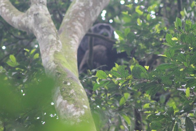 4 Day Gorilla Trekking & Golden Monkeys - Day 2: Gorilla Trekking in Bwindi (7:00 am Meeting Point)