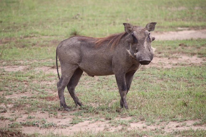 4-Day Gorillas, Wildlife and Chimpanzee Trek at Kalinzu Forest - Key highlights you’ll care about