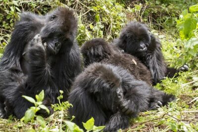 4-Day Gorillas, Wildlife and Chimpanzee Trek at Kalinzu Forest - Bwindi Impenetrable Forest: briefing, gorilla-family selection, then the trek