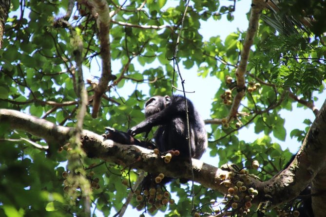 4-Day Gorillas, Wildlife and Chimpanzee Trek at Kalinzu Forest - Queen Elizabeth National Park: wildlife drive then Kazinga Channel boat time