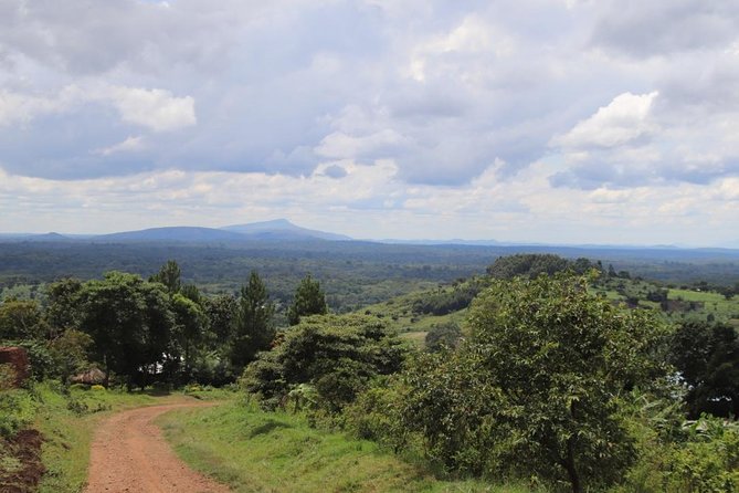 4-Day Gorillas, Wildlife and Chimpanzee Trek at Kalinzu Forest - Kalinzu Central Forest Reserve: chimp trekking and monkey surprises
