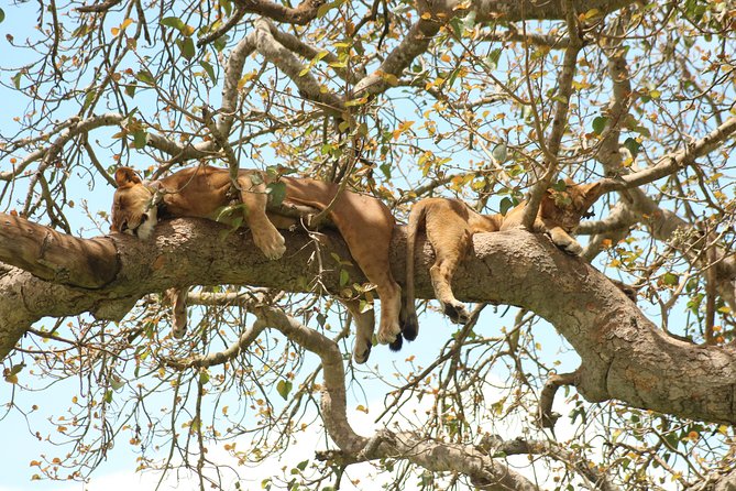 4 Day Gorillas, Wildlife and Chimpanzee Trek at Kibale - How this 4-day Kampala/Entebbe to Kigali route works