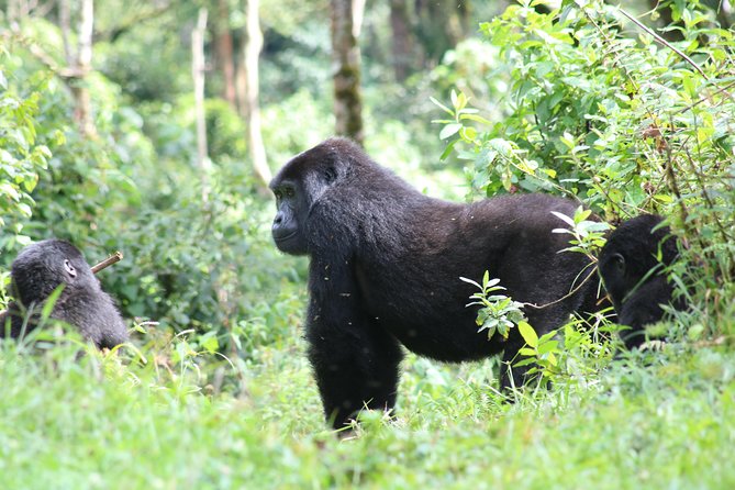4 Day Gorillas, Wildlife and Chimpanzee Trek at Kibale - Fort Portal crater-lake drive to Queen Elizabeth