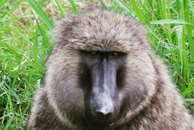 4 Day Gorillas, Wildlife and Chimpanzee Trek at Kibale - Day 2: Kibale chimp trekking (and what else you might spot)