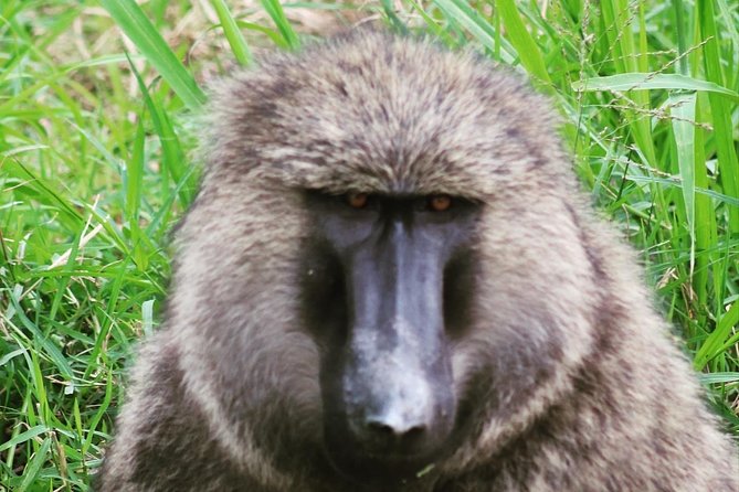 4 Day Gorillas, Wildlife and Chimpanzee Trek at Kibale - Day 2: Kibale chimp trekking (and what else you might spot)