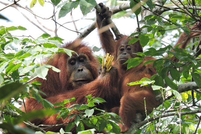 4 Day Jungle Adventure including 2 day trek - Why This 4-Day Gunung Leuser Trek Works (Even If Time Is Tight)
