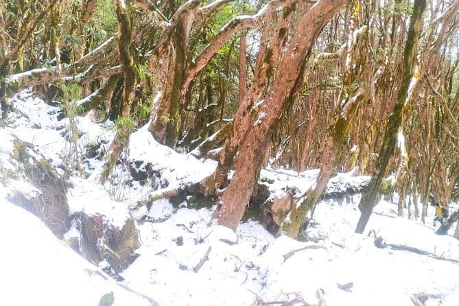 4 Day Mardi Himal Base Camp Trek from Pokhara - Why Mardi Himal Fits a 4-Day Time Window from Pokhara