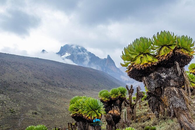 4 Day Mount Kenya Trek Up Chogoria Down Sirimon - Sirimon Descent: Forest Tracks After the Alpine Grind