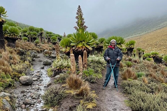 4-Day Mount Kenya Trekking with Pick Up - Guides, porters, and the kind of support that matters at altitude