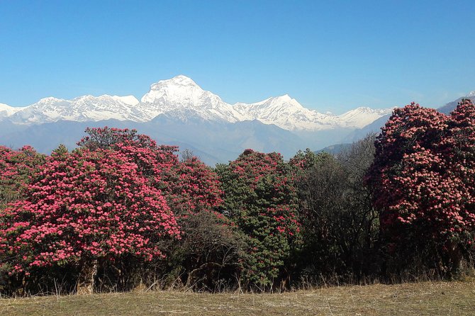 4-Day Private Poon Hill Trekking Tour - A Fast Ticket to the Poon Hill Sunrise Views