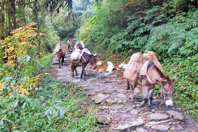 4-Day Private Poon Hill Trekking Tour - What’s Included (and What You’ll Budget Separately)