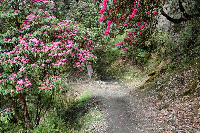 4-Day Private Trekking Experience to Poon Hill and Ghandruk - Tadapani as your second look: keep the dream alive