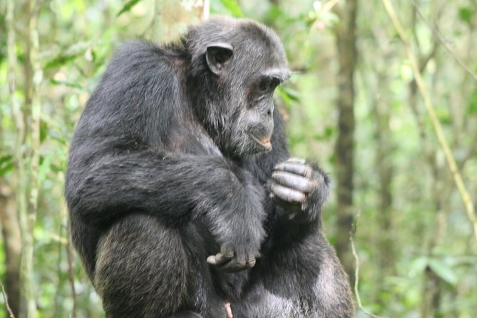 4-Day Uganda Gorilla Trekking and Wildlife Safari - Why this 4-day Uganda mix feels efficient (and worth the drive)