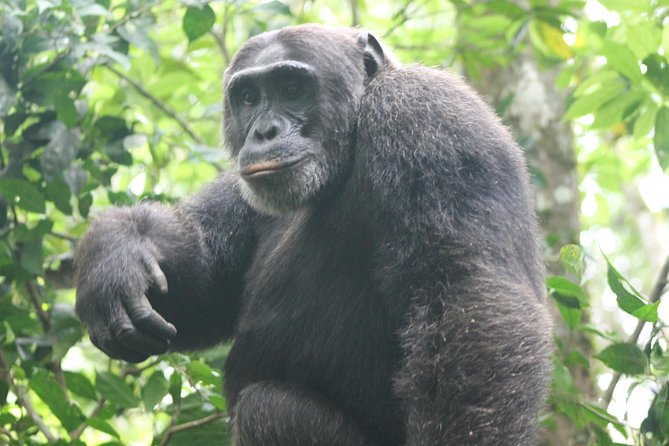 4-Day Uganda Gorilla Trekking and Wildlife Safari - Day 2: Queen Elizabeth Kasenyi tracks, then Ishasha for the tree-climbing lion possibility
