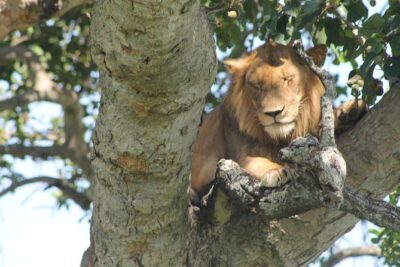 4-Day Uganda Gorilla Trekking and Wildlife Safari - Day 1: Entebbe/Kampala to Queen Elizabeth, with an Equator stop and Kazinga Channel cruise