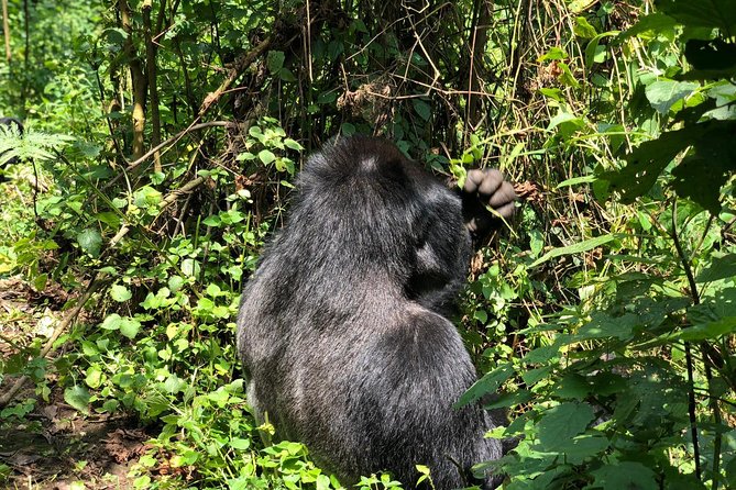 4 Day Uganda Gorilla Trekking Safari with Lake Bunyonyi - Key highlights worth caring about