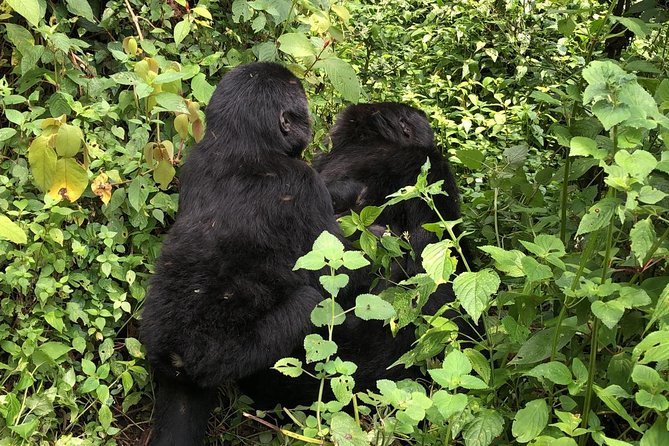 4 Day Uganda Gorilla Trekking Safari with Lake Bunyonyi - Day 3 Mgahinga Gorilla National Park and the Lake Shift to Lake Bunyonyi