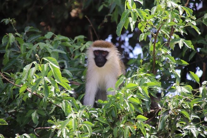 4 Day Uganda Gorilla Trekking Safari with Lake Bunyonyi - Fitness, Timing, and Packing Notes for a Gorilla-First Trip