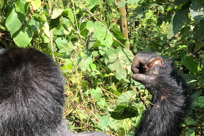 4 Day Uganda Gorilla Trekking Safari with Lake Bunyonyi - Day 2 Gorilla Trek: The Briefing That Sets Expectations