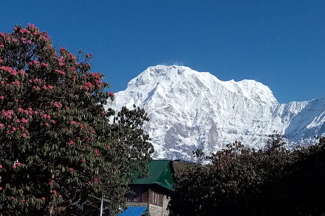 4 Days Amazing Trekking from Pokhara-Ghorepani Poon Hill - Day 3: Poon Hill sunrise and the walk onward to Ghandruk