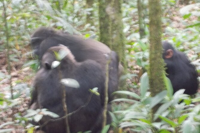 4 Days Gorilla and Chimps trek safari - Bwindi and Kibale: Why this route works in just 4 days