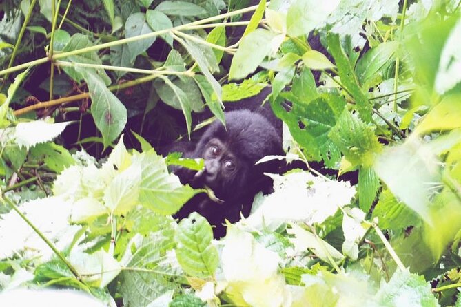 4 Days Gorilla and Chimps trek safari - Day 2: Gorilla trekking in Bwindi, plus Lake Bunyonyi’s cool-down