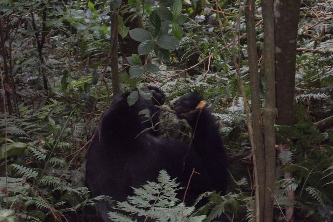 4 Days Gorilla and Chimps trek safari - Price and what you really get for $2,470