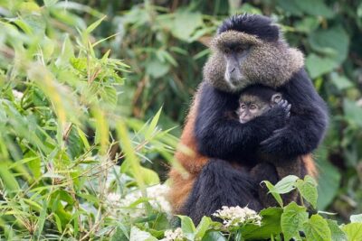 4 Days Gorilla Trekking, Lake Bunyonyi and Rwanda National Parks - Bwindi gorilla trekking: the real timing challenge and how the day is handled