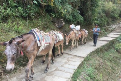 4 Days Poon Hill Trek - Poon Hill sunrise: what you’re paying for in the end