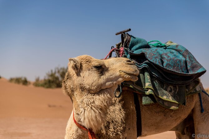 4 days trek - The legs of camels - Price and value: what $528.55 really covers